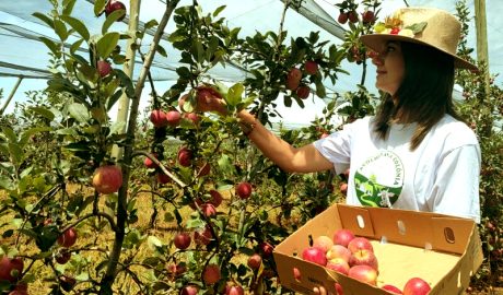 Colheita da maçã vai até abril em Fraiburgo