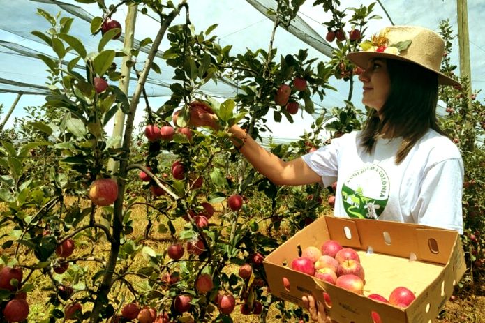 Colheita da maçã vai até abril em Fraiburgo